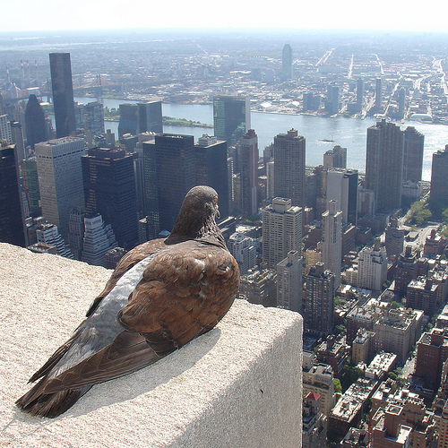 pigeon Empire State Building new york