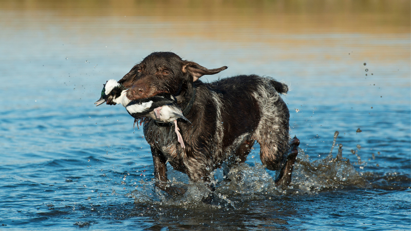 Image of a top hunting dog with hunted bird
