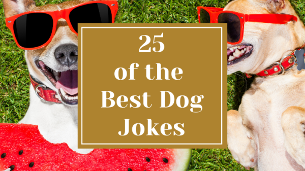 25 of the Best Funny Dog Jokes