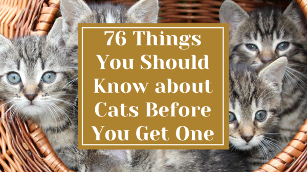 76 Things You Should Know about Cats Before You Get One