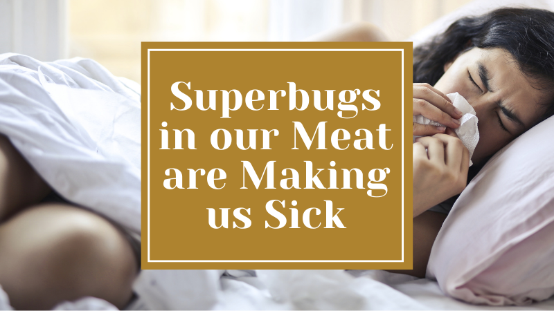 Superbugs in our Meat are Making us Sick