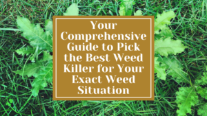Comprehensive Guide to Pick the Best Weed Killer for Your Exact Weed Situation
