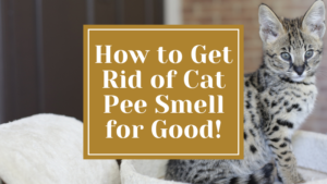 How to Get Rid of Cat Pee Smell for Good!