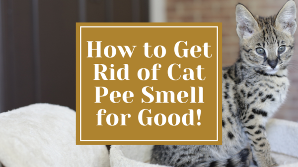 How to Get Rid of Cat Pee Smell for Good!